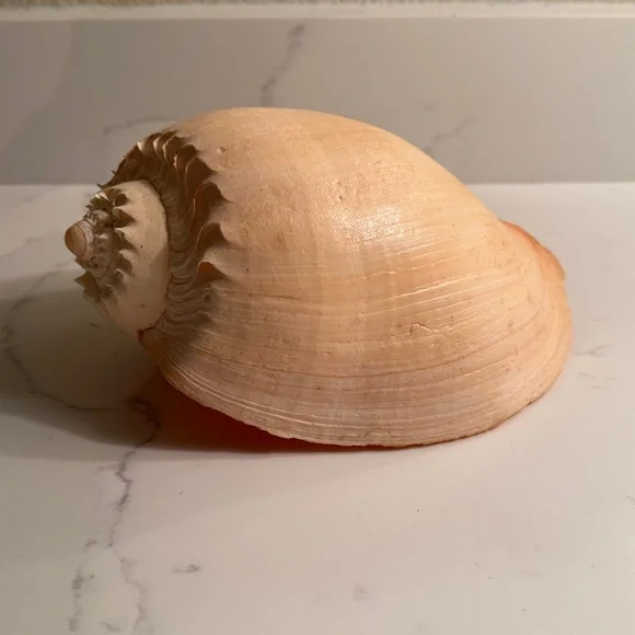 Natural Shell - Picture 2 of 8